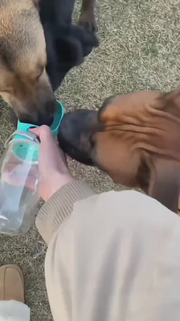 Borraccia con Ciotola Pieghevole per Cani — Idratazione Ovunque